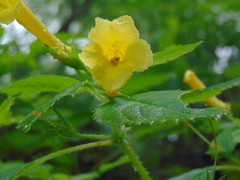Achimenes heterophylla