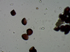 Polyschismium trevelyanii