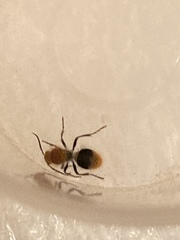 Sphaeropthalma marpesia