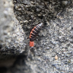 Endeodes collaris