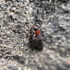 Endeodes collaris