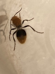 Sphaeropthalma marpesia
