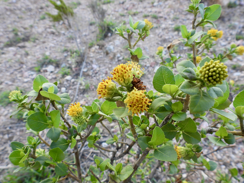 Flourensia ilicifolia · iNaturalist