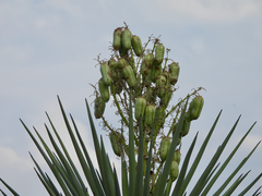 Yucca torreyi