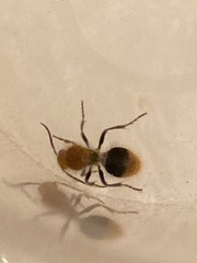 Sphaeropthalma marpesia