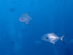 Trachinotus blochii