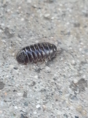 Armadillidium vulgare
