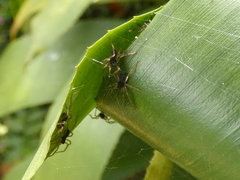 Cupiennius coccineus