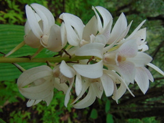 Govenia liliacea
