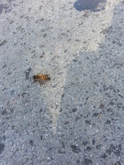 Apis mellifera