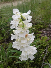 Penstemon glaber