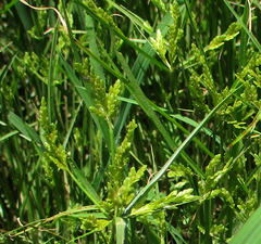 Cyperus iria image