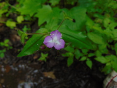 Govenia liliacea