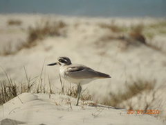 Esacus recurvirostris