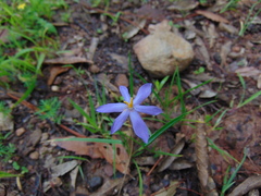 Govenia liliacea
