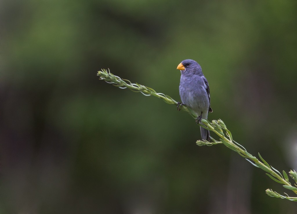 Tropeiro Seedeater