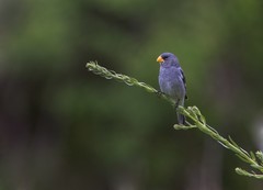 Tropeiro Seedeater photo 1