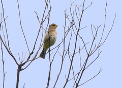 Tropeiro Seedeater photo 2