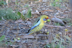 Platycercus elegans flaveolus