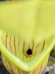 Exyra semicrocea