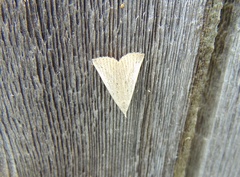 Macrochilo louisiana