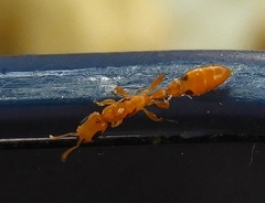 Pseudomyrmex simplex
