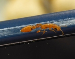Pseudomyrmex simplex