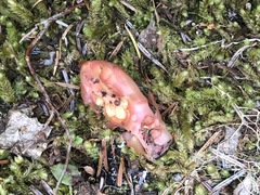 Monotropa hypopitys