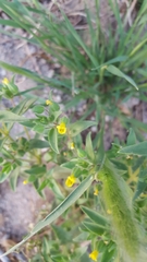 Mimetanthe pilosa