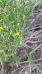 Mimetanthe pilosa