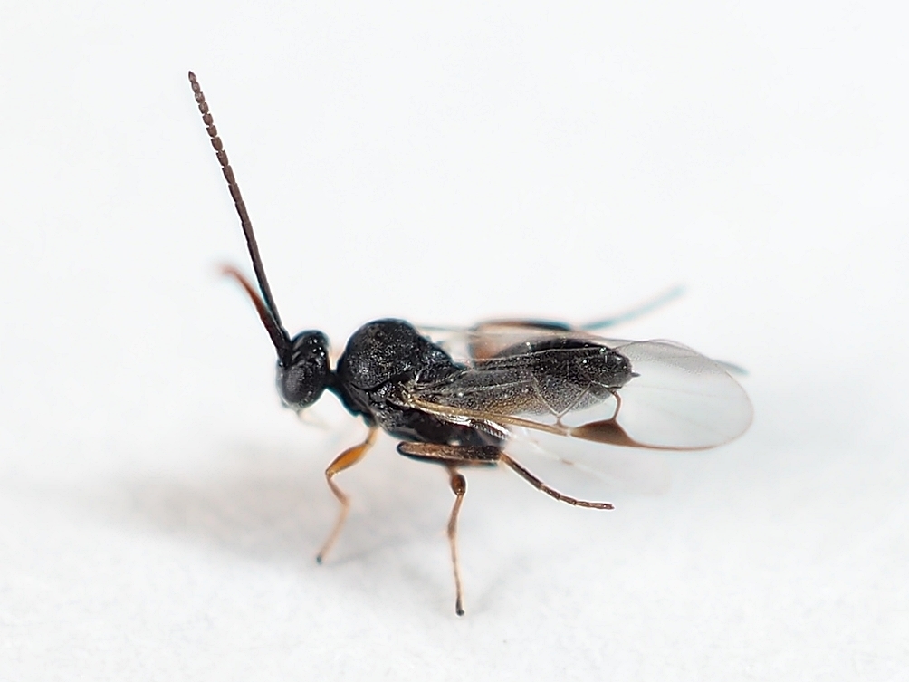 Cotesia