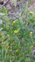 Mimetanthe pilosa