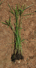 Cyperus iria image