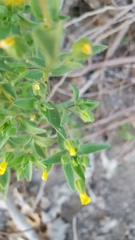 Mimetanthe pilosa