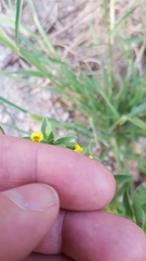 Mimetanthe pilosa