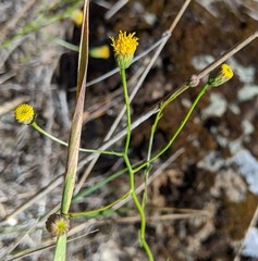 Erigeron reductus angustatus