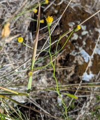 Erigeron reductus angustatus