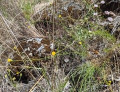 Erigeron reductus angustatus