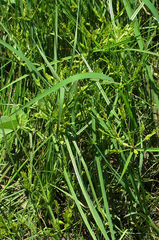 Cyperus iria image