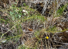 Erigeron reductus angustatus