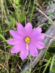 Sabatia gentianoides