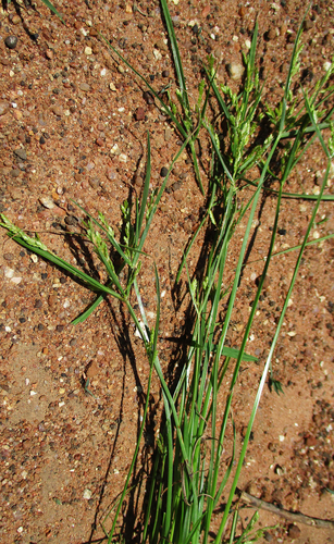 Cyperus iria image