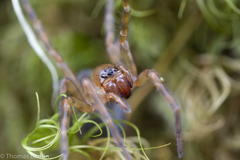 Cybaeidae
