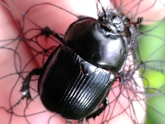 Phelotrupes insulanus