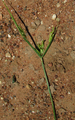 Cyperus iria image