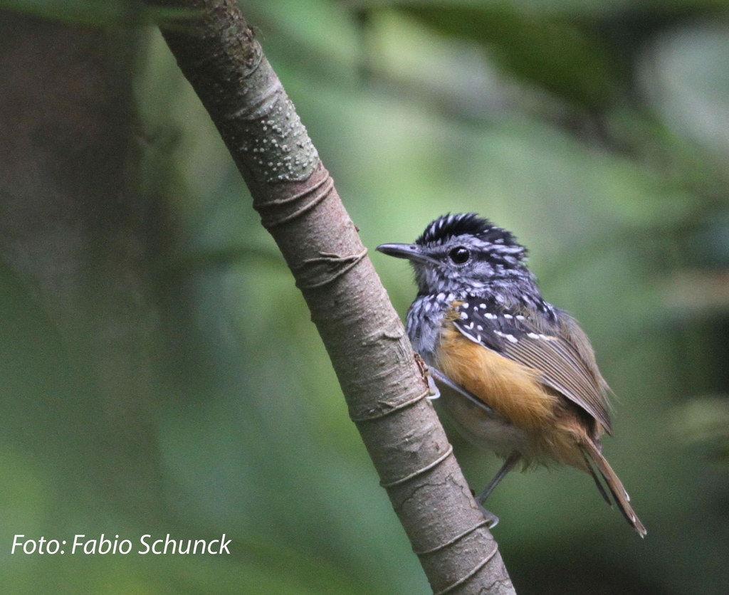 Manicore Warbling-Antbird