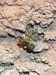 Choreutis pariana