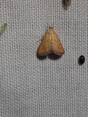 Xanthophysa psychicalis