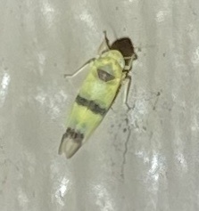 Empoa