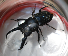 Serrognathus titanus castanicolor